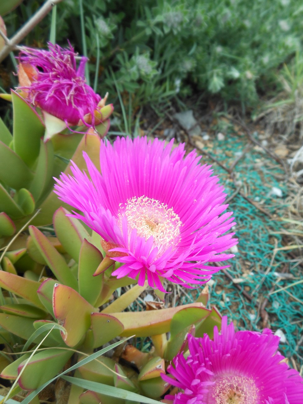 Carpobrotus acinaciformis  VS C. edulis  subsp. edulis